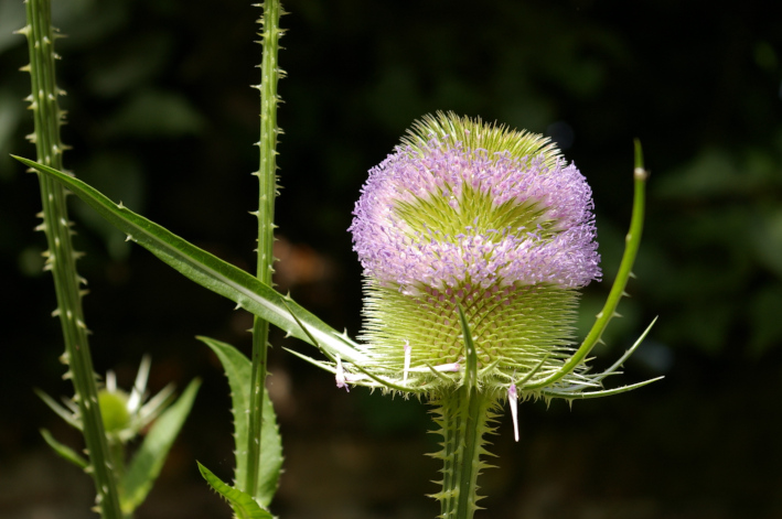 230725 Dipsacus silvestris Wilde Karde Spinelli