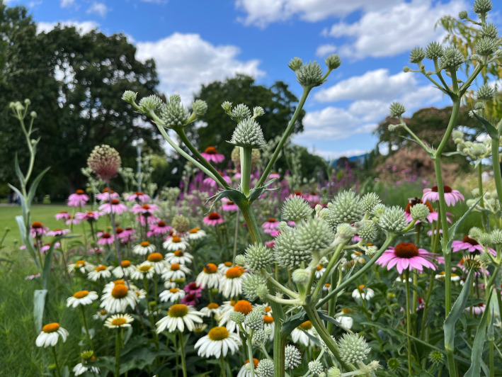 230725 Distel im Staudenbeet